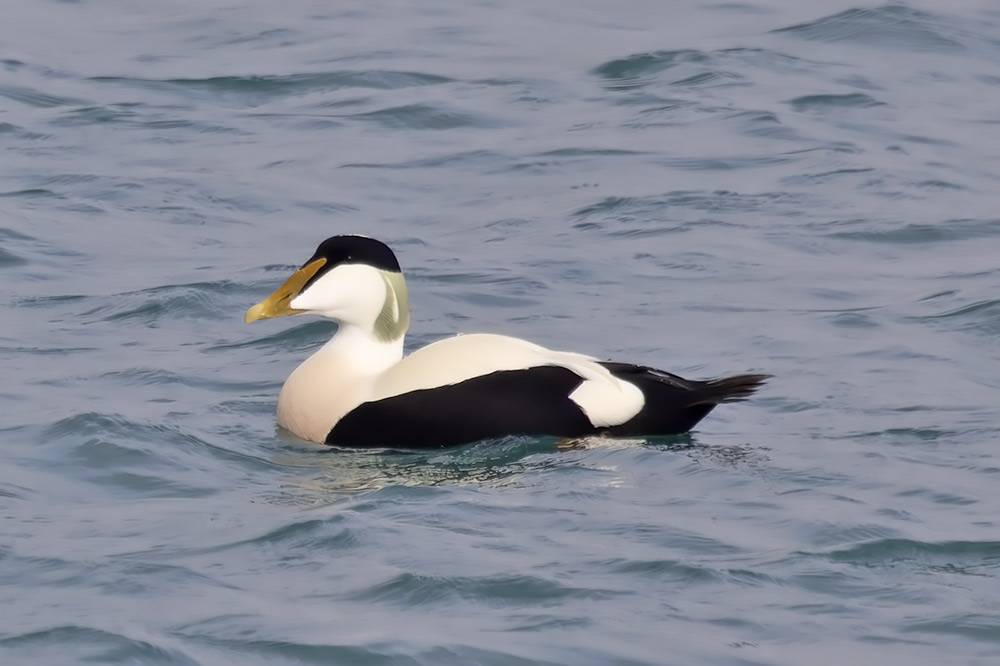 Eider